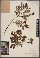 Foto von Salix aurita L. x Salix myrtilloides L.